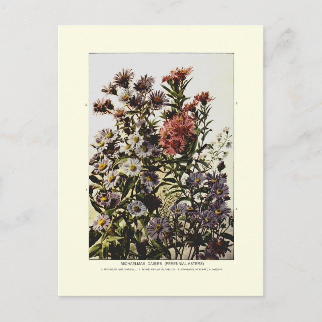 Postal Michaelmas daisies (Anverso)