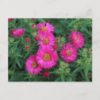 Postal Michaelmas Daisies