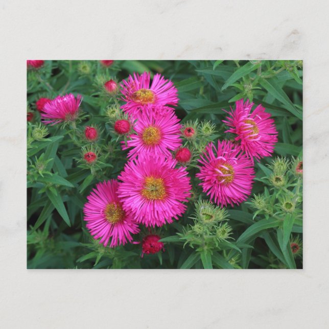 Postal Michaelmas Daisies (Anverso)