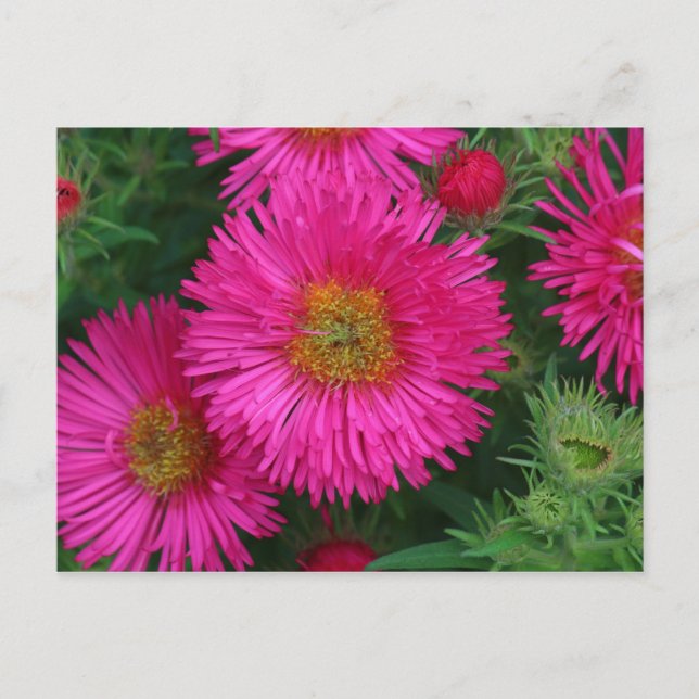 Postal Michaelmas Daisies (Anverso)