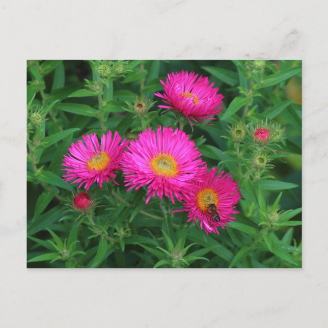 Postal Michaelmas Daisies y Bee (Anverso)