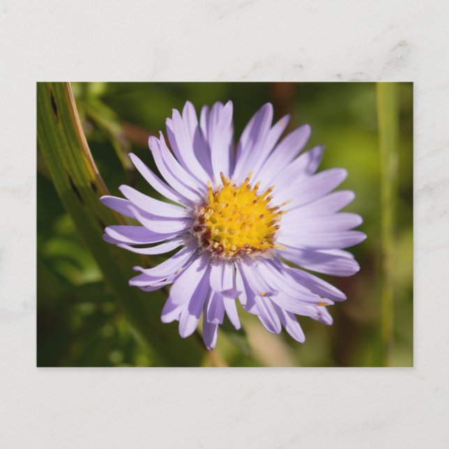 Postal Michaelmas Daisy (Anverso)