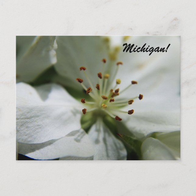 Postal Michigan Apple Blossom (Anverso)