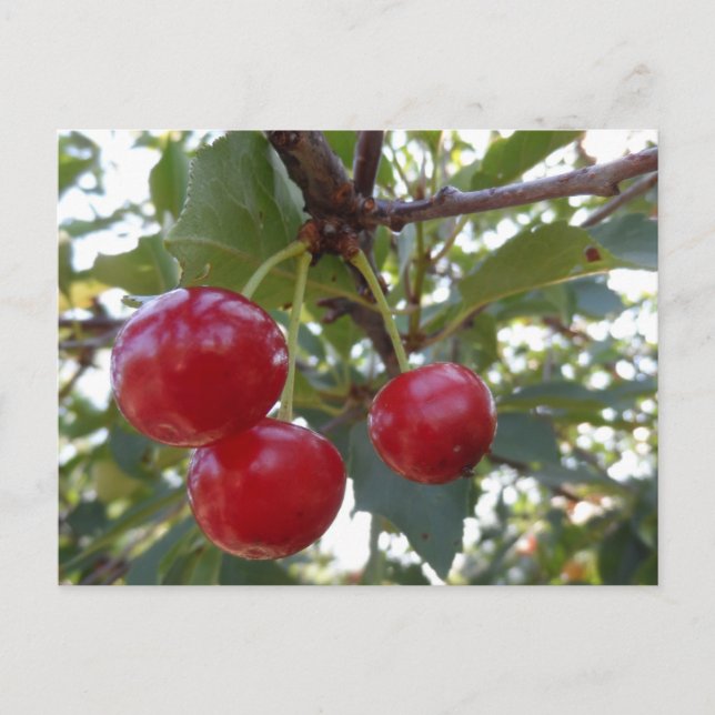 Postal Michigan Cherries (Anverso)