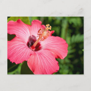 Postal Michigan, Dearborn. Detalle Del Hibiscus Rosa