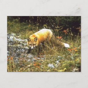 Postal Michigan Fox Postcard