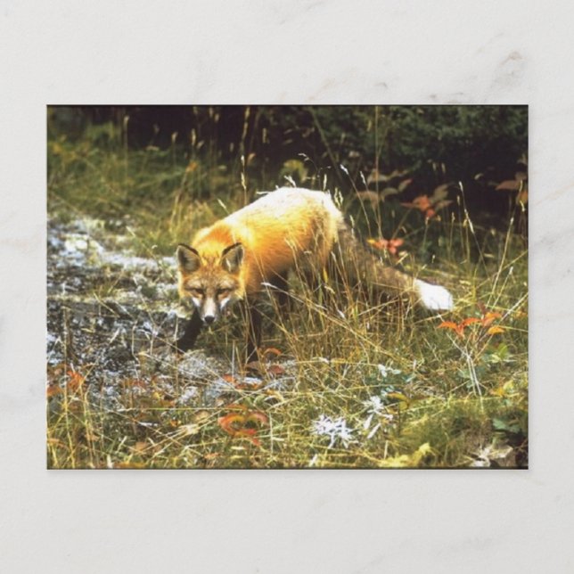 Postal Michigan Fox Postcard (Anverso)