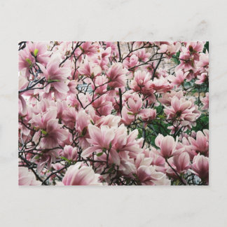 Postal Michigan Magnolia