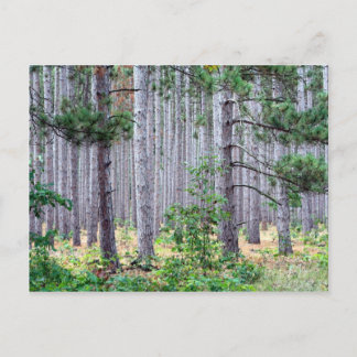 Postal Michigan Pine Trees