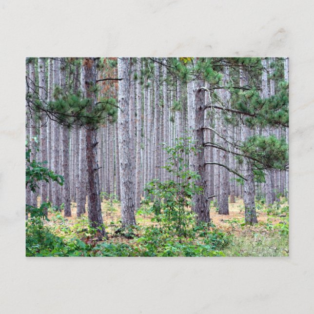 Postal Michigan Pine Trees (Anverso)