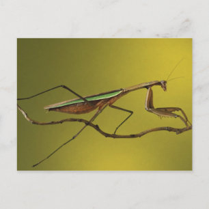 Postal Míchigan, Rochester Hills. Mantis religiosa