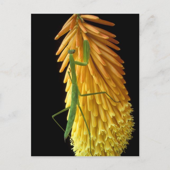 Postal Michigan, Rochester Hills. Orando a los antis en r (Anverso)