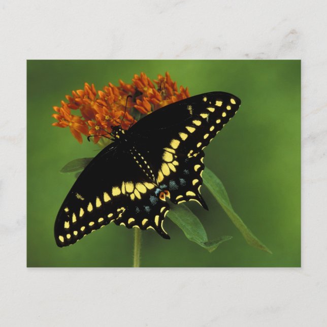 Postal Michigan, Rochester. Negro del este americano (Anverso)