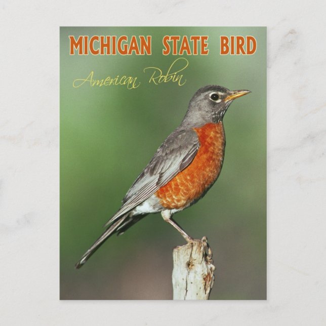 Postal Michigan State Bird - Robin estadounidense (Anverso)