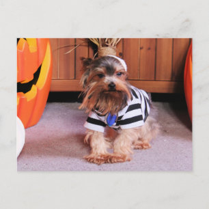 Postal Mickey - Yorkshire Terrier - Shannon