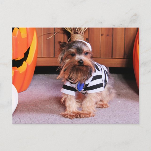 Postal Mickey - Yorkshire Terrier - Shannon (Anverso)