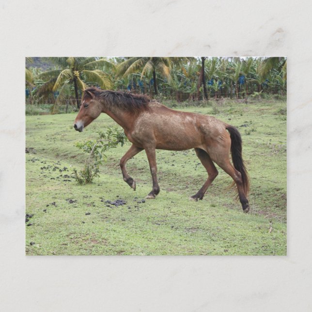 Postal Micoud2 (Anverso)