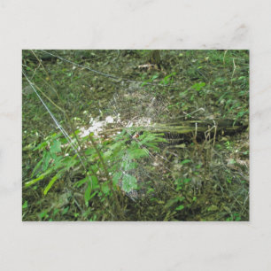 Postal Micrathena Web