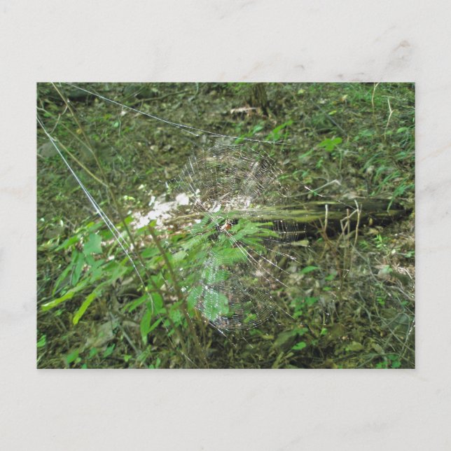 Postal Micrathena Web (Anverso)