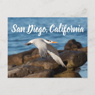 Postal Mientras Tern vuela a San Diego, California