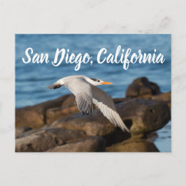 Postal Mientras Tern vuela a San Diego, California