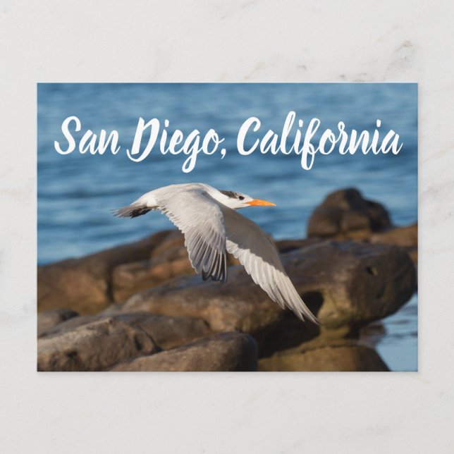 Postal Mientras Tern vuela a San Diego, California (Anverso)