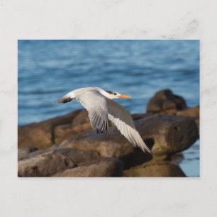 Postal Mientras vuelan las tierras