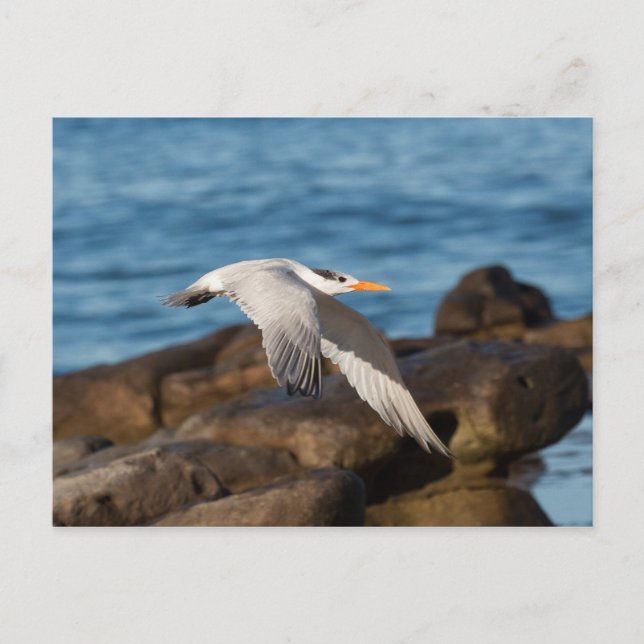 Postal Mientras vuelan las tierras (Anverso)