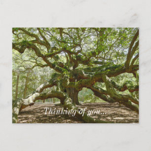 Postal Mighty Angel Oak