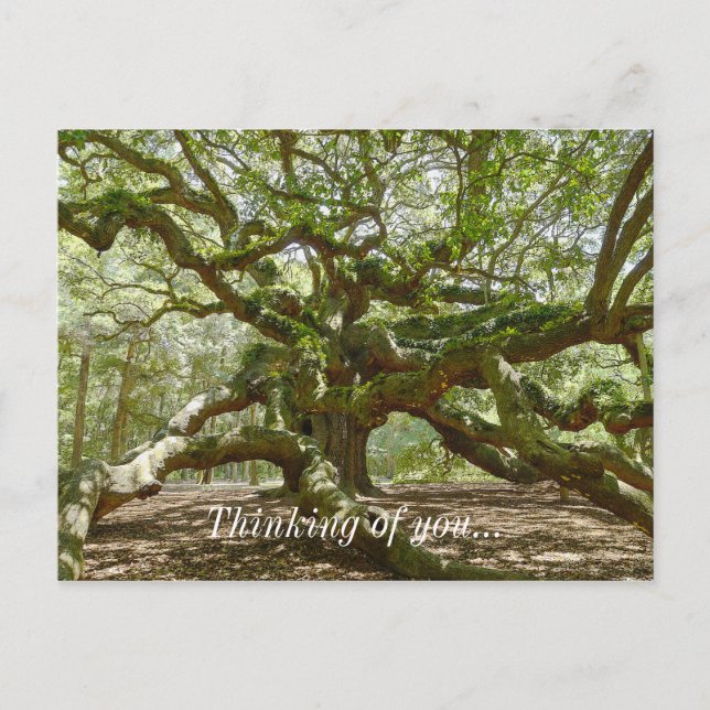 Postal Mighty Angel Oak (Anverso)
