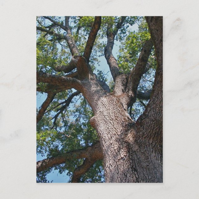 Postal Mighty Oak (Anverso)