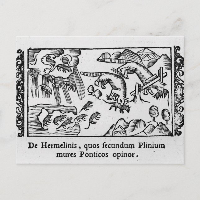 Postal Migración de lemmings (Anverso)