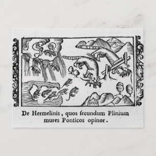 Postal Migración de lemmings