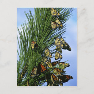 Postal Migración de monarcas