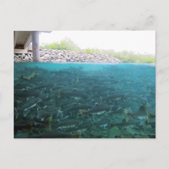 Postal Migración de salmón rosa en Kodiak, Alaska (Anverso)