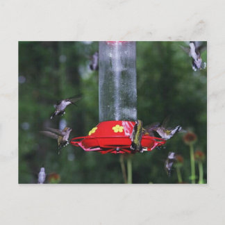Postal Migración del colibrí de otoño