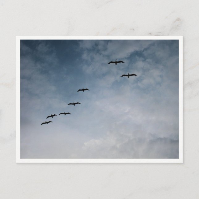Postal Migrating Geese in V-Formation (Anverso)