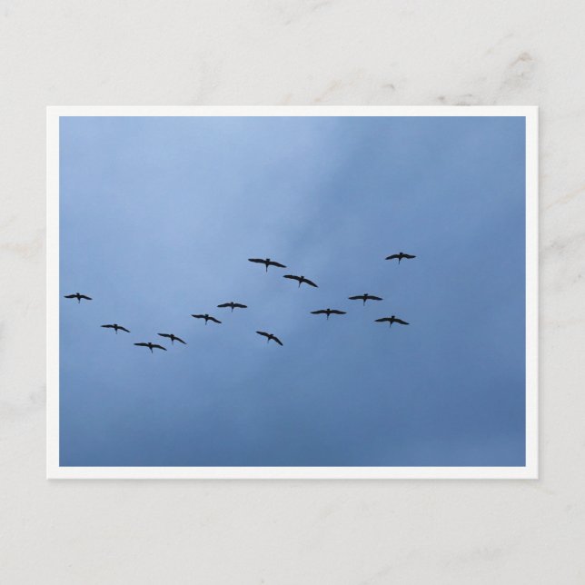 Postal Migrating Geese in V-Formation (Anverso)