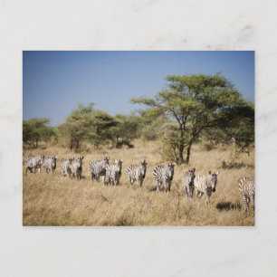 Postal Migrating zebra, Tanzania