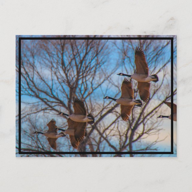 Postal MIgration (Anverso)