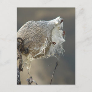 Postal Milkweed