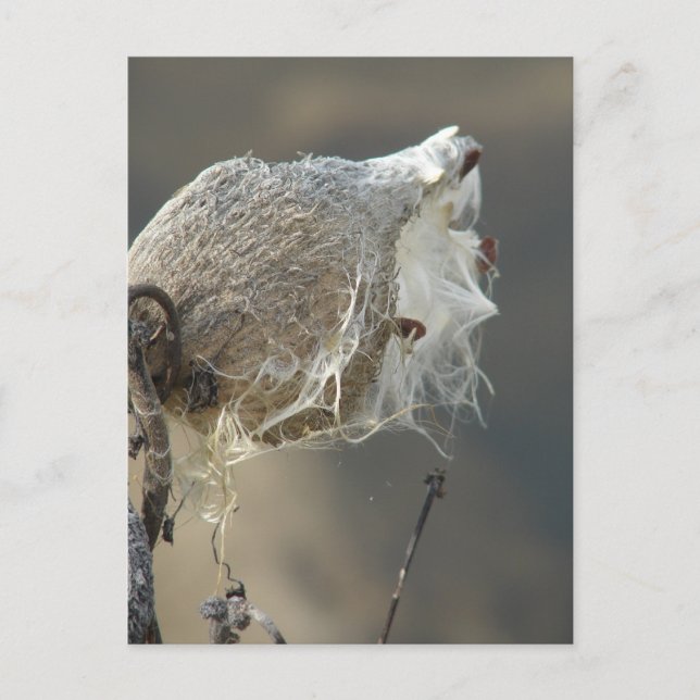 Postal Milkweed (Anverso)