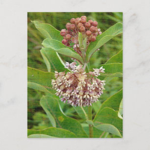 Postal Milkweed es Bonito