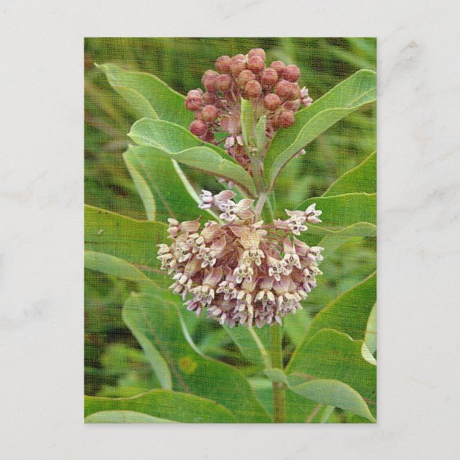 Postal Milkweed es Bonito (Anverso)
