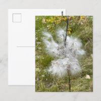 Milkweed | Mariposa |