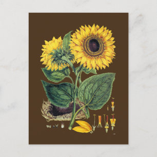 Postal Miller: Girasol