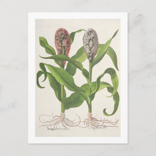 Postal Millet: 1.Sorgum fructu rubro; 2.Sorgo fructu albo (Anverso)