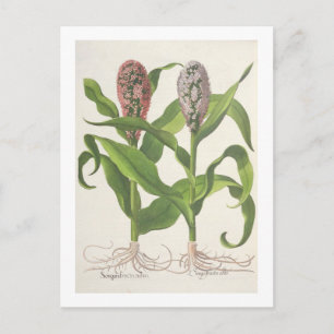 Postal Millet: 1.Sorgum fructu rubro; 2.Sorgo fructu albo
