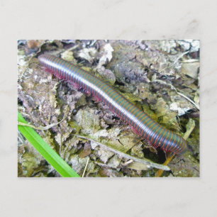 Postal Millipede