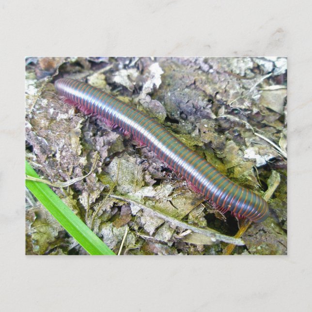 Postal Millipede (Anverso)